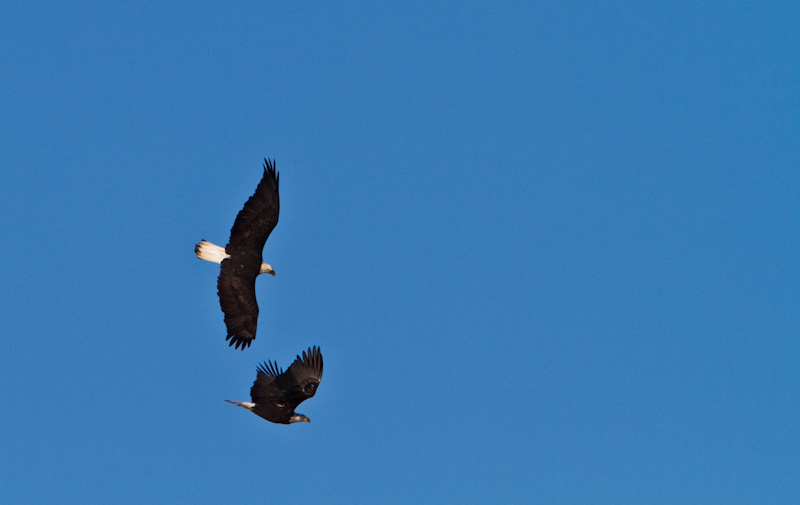 Bald Eagles In Flight